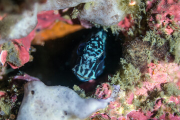 marine life in lembeh ocean