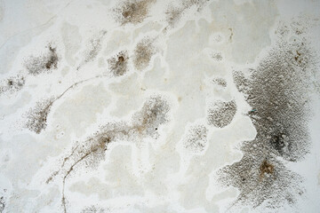 A weathered white wall marred by dark patches of mold, mildew, and green moss. This grunge texture...