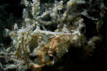 lembeh sea dragon in lembeh ocean