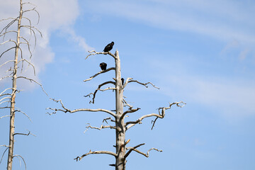 Rare and critically endangered California Condors, juvenile and adults, perched in dead tree in...