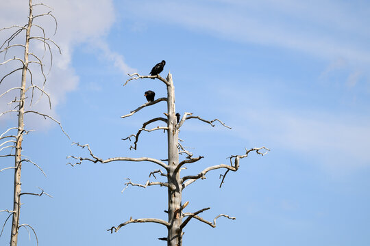 Rare and critically endangered California Condors, juvenile and adults, perched in dead tree in wildfire burned area in the Kaibab National Forest, Utah
