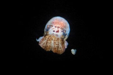 macro life taken in blackwater diving in lembeh