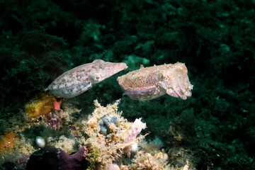 cuttlefish taken in lembeh ocean
