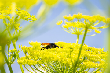 Thisbe's Tarantula Hawk Wasp pollinating the yellow flowers blooming on a dill plant in a desert garden in Mount Carmel, Utah
