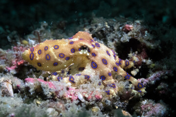 Blue-ringed octopus in lembeh ocean