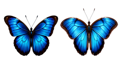 Two vibrant blue butterflies elegantly displayed against a stark transparent background, creating a captivating nature scene with detailed wings.