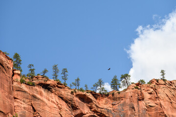 Rare and critically endangered California Condor soaring high above rock cliff walls in Zion...