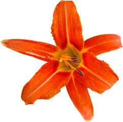Orange daylily isolated on transparent background