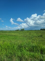 paisaje verde