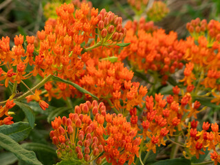 orange flowers in the garden
