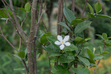Natural photograph of a white blossom for a botanical print, realistic photo, serene wallpaper and tranquil garden style