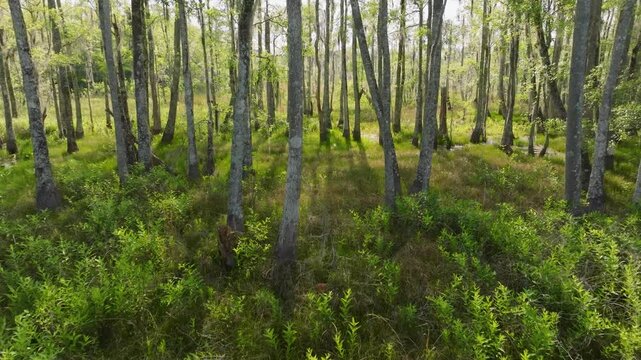 Florida swamp land in the late afternoon, with light streaming through the trees.