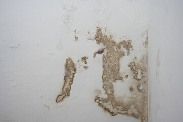 Severe water damage on a light-colored wall, featuring extensive brown stains and peeling paint....