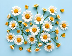 Fototapeta premium the image presents a collection of wildflowers, specifically daisies, scattered across a light blue background, each flower exhibits a white face with yellow discs