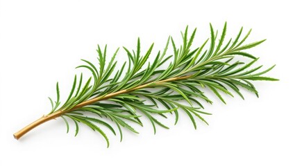 Fresh Rosemary Herb for Cooking and Health