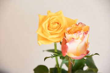 黄色とオレンジのばら