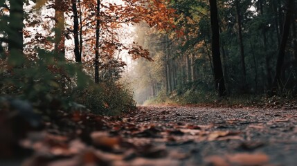 Fototapeta premium Autumn forest path scenic view nature landscape fall foliage trees leaves outdoor