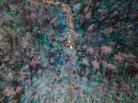 Aerial view of a forest and stream in the aftermath of a wildfire. The charred trees stand as a stark reminder of the destructive power of nature. Groveland, California, USA