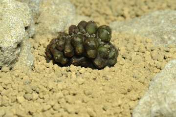 gymnocalycium mihanovichii daydream cristata on artificial habitat, live at rocky ground on desert.