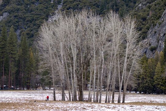 A lone hiker in a red jacket walks across a snowy meadow in Yosemite National Park, USA. The person is enjoying the winter landscape and the solitude of nature.