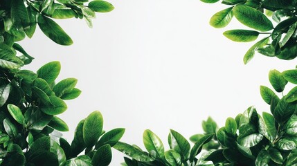 Leaf Frame on White: A vibrant arrangement of green leaf creates a refreshing frame, ideal for adding a touch of natural beauty to any design.
