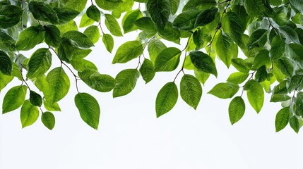 Leaf Canopy: A verdant display of lush leaves showcases nature's beauty, the sunlight gently filtering through the foliage, offering a sense of peace.