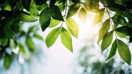 Sun-kissed foliage: A close-up view of vibrant, green leaves reaching towards the radiant sun, creating a captivating display of nature's beauty and light.