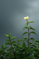 dense rainforest in gabon under dramatic storm clouds illustrating seasonal transition