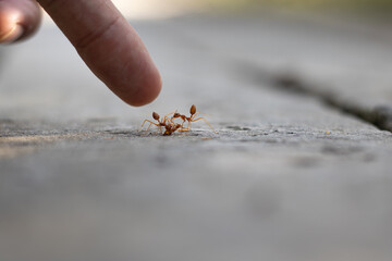 A human finger points at two weaver ants fighting or interacting on a wooden surface. A powerful...