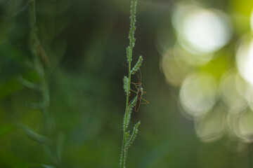 A macro close-up of an assassin bug (Reduviidae) clinging to a plant stem against a soft, green...