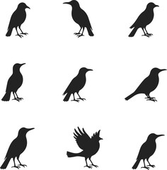 Collection of nine black bird silhouettes on a white background