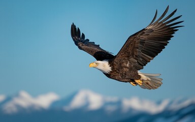 Obraz premium Majestic Bald Eagle Soaring Above Snow-Capped Mountains Against a Clear Blue Sky