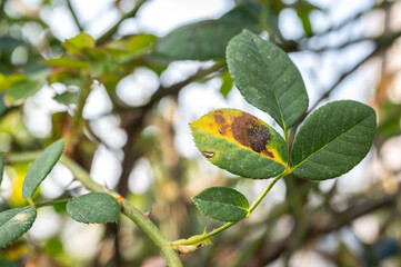 Black spot occurs on yellow rose leaves. Black spot is a fungal disease (Diplocarpon rosae) that...