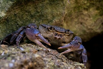 Maltese Freshwater Crab, Potamon fluviatile lanfrancoi, known as Qabru. Endemic to island of Malta