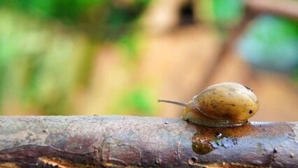 Snail crawling on a branch in nature.
