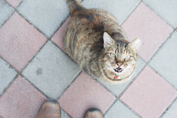 Obraz premium Cat approaches person on pavement in sunny outdoor area