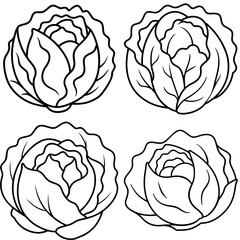 Obraz premium Cabbage Coloring Page