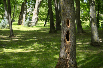 Woodpecker holes showing on a tree trunk in a public park
