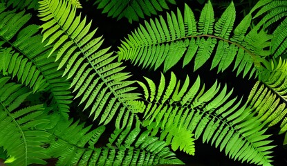 green fern leaves