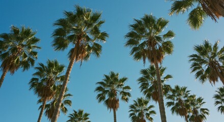 Low-angle view of numerous palm trees against a vibrant blue sky.  The scene evokes feelings of warmth and tranquility