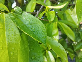 Soursop leaves (Annona muricata ) with raindrops in outdoor garden 