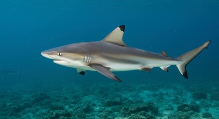A sleek grey shark gracefully glides through clear, turquoise waters above a vibrant coral reef