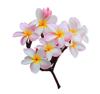 Plumeria or Frangipani or Temple tree flower. Collection of white-pink plumeria flowers bouquet isolated on transparent background.	