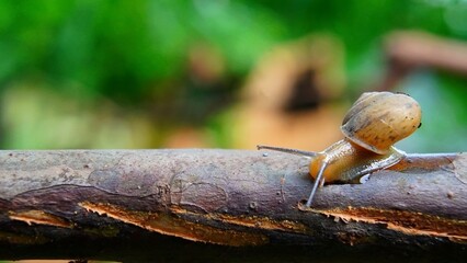 Snail crawling on a branch in nature. Concept of wildlife, nature, and slow pace.