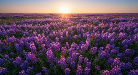 Fototapeta premium Vibrant purple wildflowers bloom across a vast field at sunrise, bathed in golden sunlight