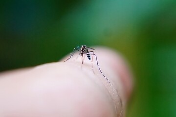 Mosquito on human skin. Concept of insect bites and disease.