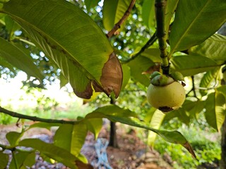 Close-up of mangosteen fruit hanging on the tree in the garden.
