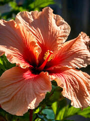 A closeup of a beautiful hibiscus flower in the sunshine of the garden..........AI generated illustration. 