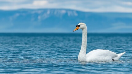 Obraz premium Majestic swan glides on a tranquil lake.