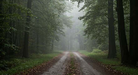 Obraz premium Misty forest road